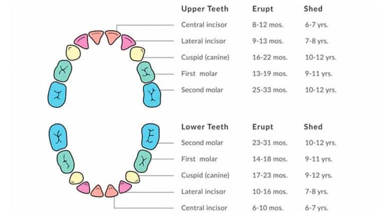 Tooth Rag Tooth Eruption & Shedding – Kragor Orthodontics